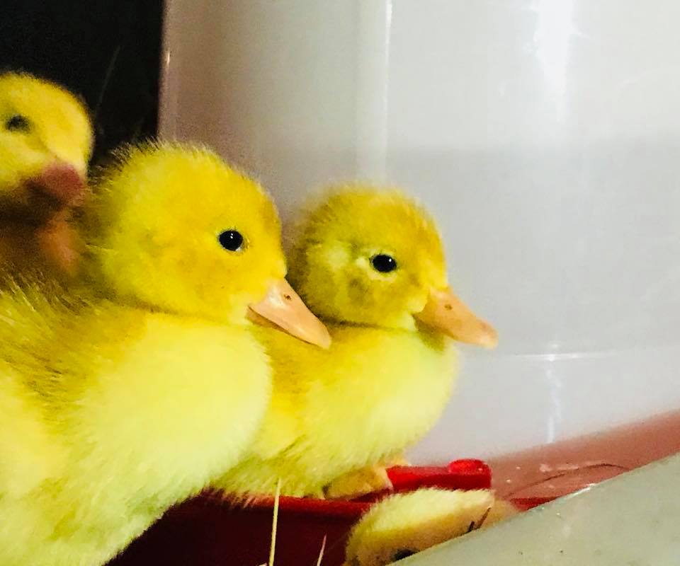 New baby ducks!